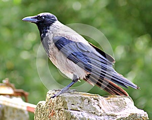 Hooded Crow