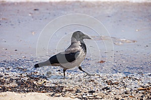 Hooded crow