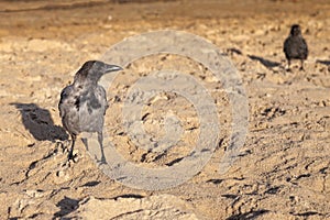 Hooded crow