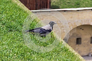 Hooded crow