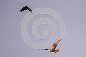 Hooded crow bird flying next to marsh harrier bird