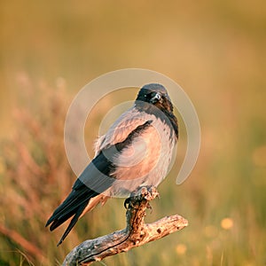 Hooded crow on a branch