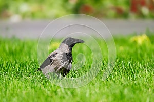 Hooded Crow, Carrion Crow, Corvus corone cornix