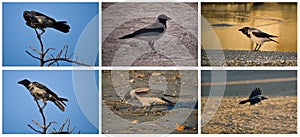 Hooded Crow collage
