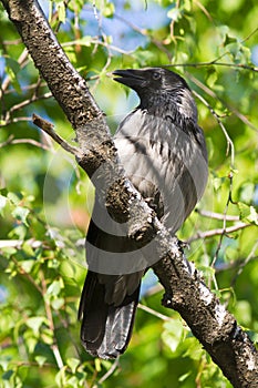 Hooded Crow (Corvus cornix)