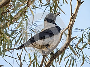 Hooded Crow - Corvus Cornix