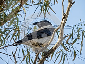 Hooded Crow - Corvus Cornix