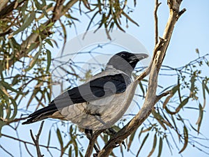 Hooded Crow - Corvus Cornix