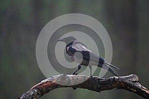 Hooded crow Corvus cornix