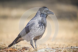 Hooded crow, corvus cornix
