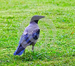 Hooded Crow (Corvus cornix)