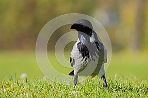 Hooded Crow (Corvus Cornix).