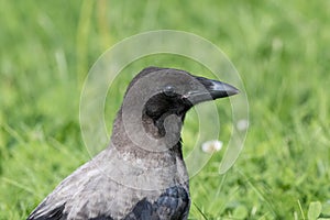 Hooded Crow Corvus cornix.