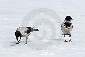 Hooded Crow Corvus cornix.