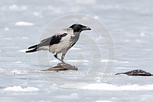 Hooded Crow Corvus cornix.