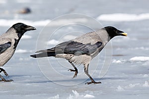 Hooded Crow Corvus cornix.