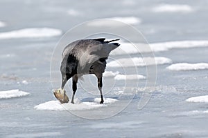 Hooded Crow Corvus cornix.