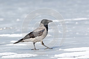 Hooded Crow Corvus cornix.