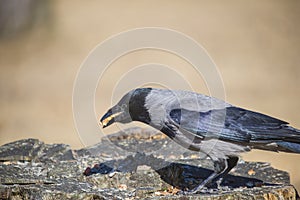 Hooded crow, corvus cornix, with the beak full