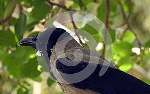 A hooded crow Corvus cornix , a black bird , standing crow, in Egypt