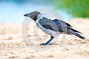 Hooded Crow, Corvus cornix closeup