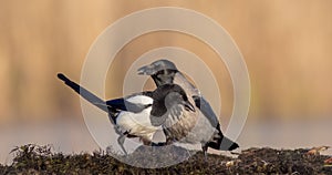 Hooded Crow - Corvus cornix / Common Magpie - Pica pica