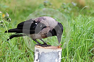 Hooded crow Corvus cornix eating a beetle