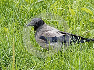 A hooded crow Corvus cornix in the grass