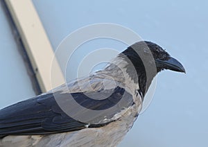 Hooded Crow (Corvus cornix) Grey Corvid Bird Head Hoodiecrow Corbie