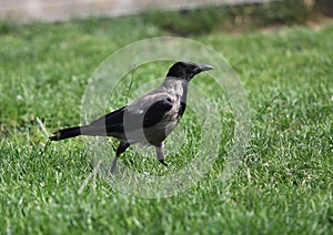 Hooded Crow (Corvus cornix) Grey Corvid Bird Hoodiecrow Corbie