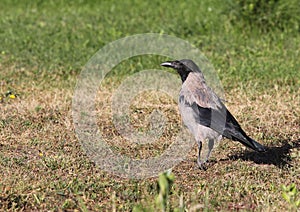 Hooded Crow (Corvus cornix) Grey Corvid Bird Hoodiecrow Corbie