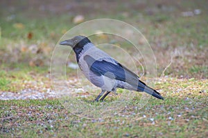 Hooded crow, (corvus cornix) on the ground