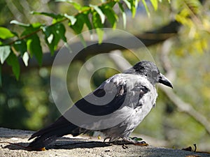A hooded crow or Corvus Cornix photo