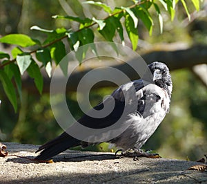 Hooded crow or Corvus Cornix photo
