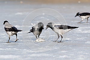 Hooded Crow Corvus cornix.