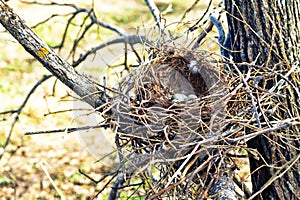 Hooded crow (Corvus cornix) nest