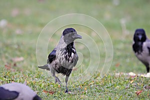 Hooded Crow (Corvus Cornix). photo