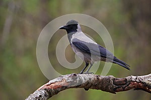 Hooded crow Corvus cornix