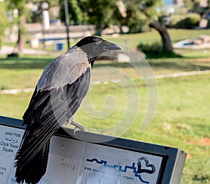 Hooded Crow, Corvus cornix, perched on a sign in Abrasha Park, J
