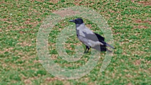 Hooded crow - Corvus cornix - is a species of birds from the genus of crows. A gray crow on the grass.