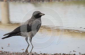 Hooded Crow Corvus cornix standing in a puddle.