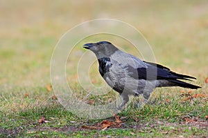 Hooded Crow (Corvus Cornix). photo