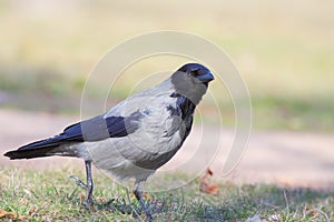 Hooded Crow (Corvus Cornix). photo