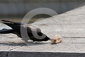 Hooded crow Corvus cornix walking to a piece of pizza