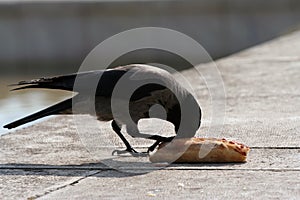 Hooded crow Corvus cornix walking to a piece of pizza