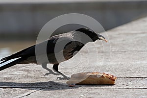 Hooded crow Corvus cornix walking to a piece of pizza