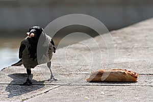 Hooded crow Corvus cornix walking to a piece of pizza