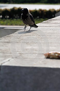 Hooded crow Corvus cornix walking to a piece of pizza