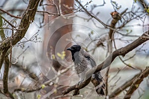 Hooded crow (Corvus cornix) in the wild