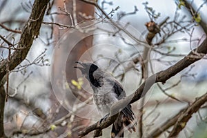 Hooded crow (Corvus cornix) in the wild